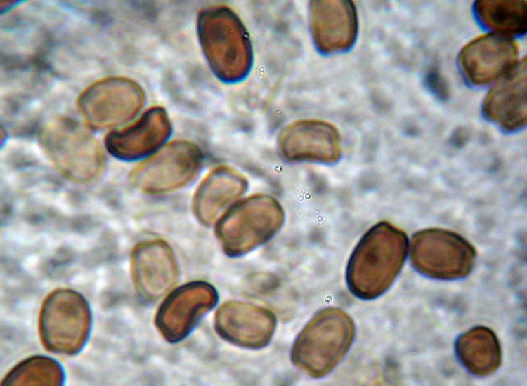 Un fungo ed i suoi abitanti (Cfr. Coprinellus sp.)